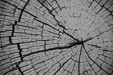 Obraz premium close-up picture of a cross section of a wooden trunk with many cracks