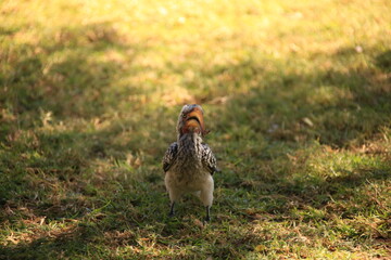 yellow hornbill bird on the ground in Etosha NP