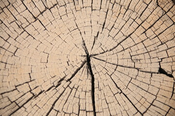 Fototapeta premium close-up picture of a cross section of a wooden trunk with many cracks