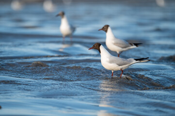 beach restoration using a sand transfer system, seagulls on the freshly restored beach in Engure