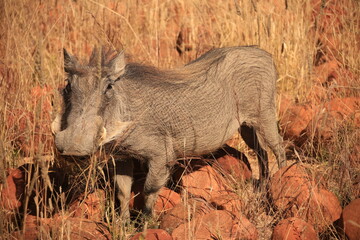 a warthog on red rocky ground with dry grass