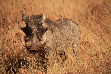 a warthog on red rocky ground with dry grass