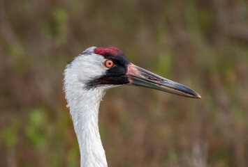 Fototapeta premium A Whooping Crane Close Up Profile