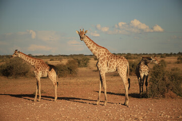 three giraffes in Namibia