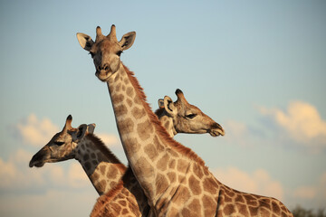portrait image of three giraffes in Namibia - Powered by Adobe