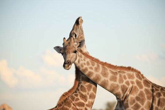 portrait image of two giraffes in Namibia