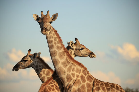 portrait image of three giraffes in Namibia