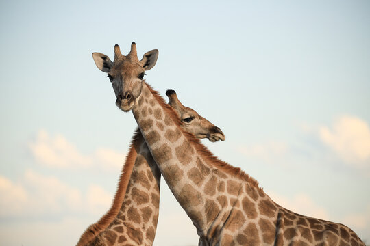 portrait image of two giraffes in Namibia