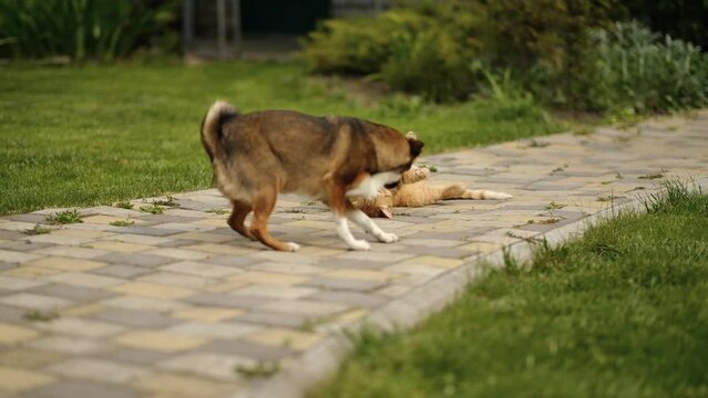 Red cat plays with his dog friend in the yard on the grass