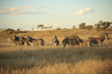 a herd of zebras in the kalahari desert