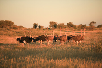 a group of ostriches at sunset