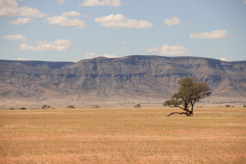 Obraz premium golden grass plain with red rock mountains in background in Sossusvlei