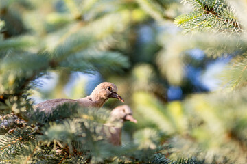 Partial capture of pigeon nesting and resting in pine tree, selective focus with blurred foreground and background, spring peaceful theme