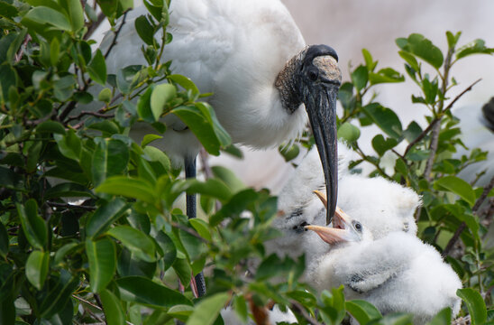 A Wood Stork feeding  its Hatchling