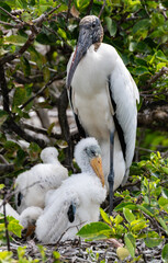 A Wood Stork Nurturing its Hatchlings