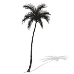 Palm tree coconut Clipart illustration vector design1