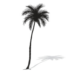 Palm tree coconut Clipart illustration vector design1