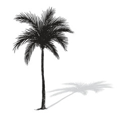 Palm tree coconut Clipart illustration vector design1