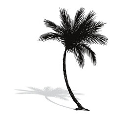 Palm tree coconut Clipart illustration vector design1