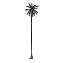 Palm tree coconut Clipart illustration vector design1
