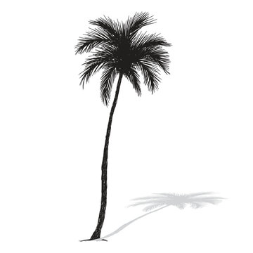 Palm tree coconut Clipart illustration vector design1