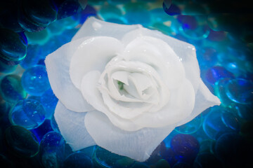 rose blanche en lumière