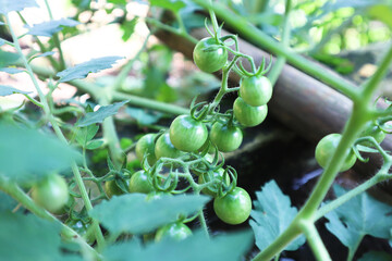 Unripe tomatoes on a branch