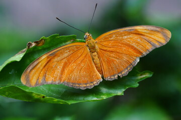 The Julia heliconian, scientifically known as Dryas iulia, is a species of butterfly belonging to...