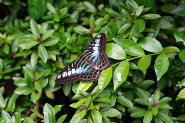 Tirumala hamata, the dark tiger, is a butterfly of the family Nymphalidae. It is distributed from the Philippines to Australia and Pacific oceanic islands such as Samoa. In Australia|