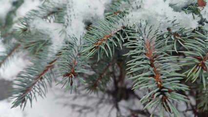 snow covered fir tree