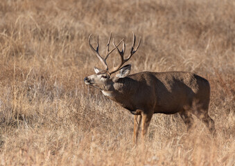 A Mule Deer Buck Picking up a Scent during the Fall Rut