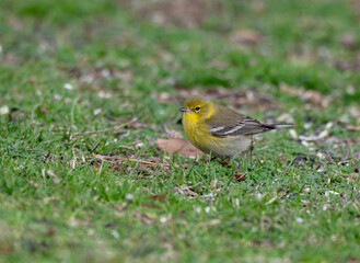 A Beautiful Pine Warbler Foraging for Food on the Cround