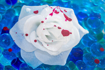 rose blanche tachée de rouge