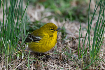 A Beautiful Pine Warbler Foraging for Food on the Cround