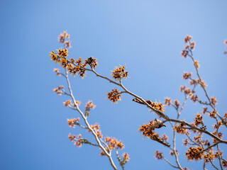 晴れた空とマンサクの花