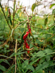 Rotting red chilies and green chilies are not harvested