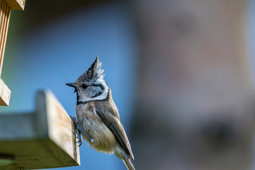 Haubenmeise Portrait