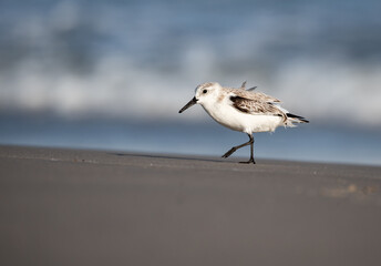 A Tiny Sanderling at the Beach
