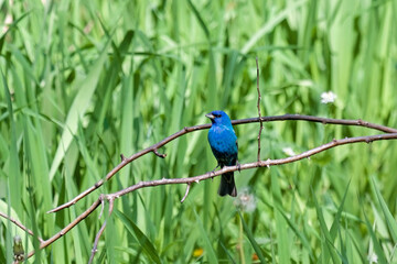 A Indigo Bunting on a Thorny Branch