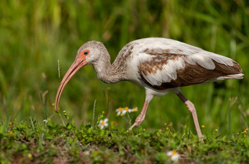 Juvenile White Ibis Feeding in a Grassy Meadow