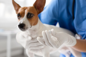 Closeup of female vet preparing to give pill to small dog