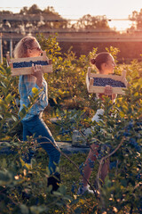 Mother and daughter picking blueberries on a family organic farm
