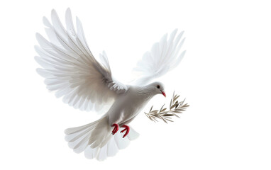 Human Rights Day Dove Flying with Olive Branch On Transparent Background.