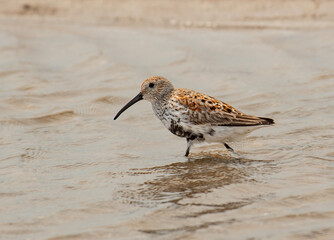 A Dunlin Foraging on a Southern Coast