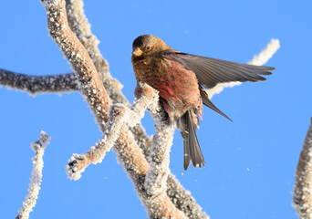 Brown-capped Rosy Finch Resting on a Frosty Branch on a Winter Morning