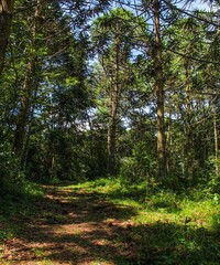 path in the forest
