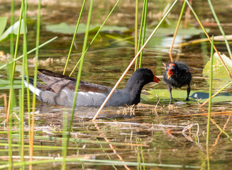 A Common Gallinule and Chick on a Pond
