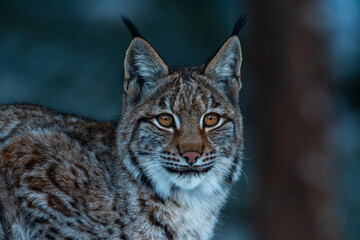 Naklejka premium Luchs