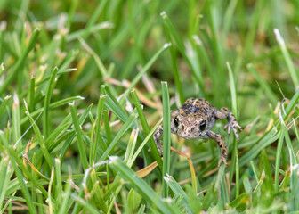 A portrait of a young natterjack toad crawling through the grass in summer.