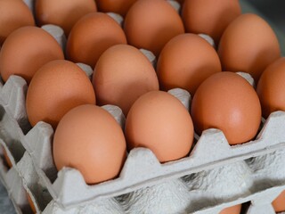 A close-up shot of chicken eggs in egg cartons